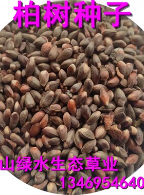 林木树种子侧柏树塔柏桧柏龙柏松柏圆柏植树造林绿化护坡灌木树种