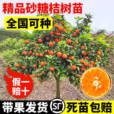 沙糖桔子树苗正宗广西砂