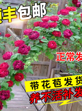 蔷薇花苗藤本月季墙微花树庭院爬藤植物花卉盆栽阳台玫瑰四季开花