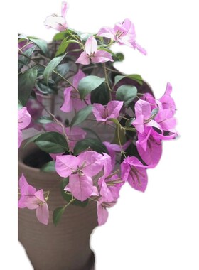 【糖贝园艺】塞弗m里三角梅 淡紫色三角梅 勤花品种 扦插苗