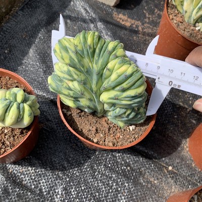 龙神木石化锦缀化锦稀有植物品种仙人柱仙人掌科多U肉植物绿植盆