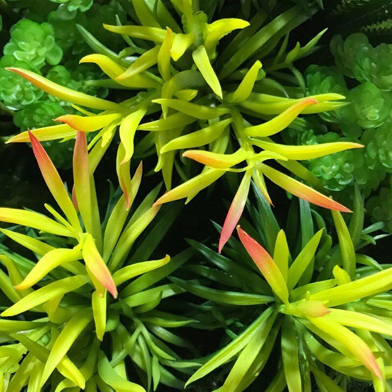 仿真多肉植物壁挂绿植花草墙饰墙上墙面装饰品工业U风餐厅装饰壁