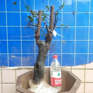 金弹子老桩盆景原生带果母桩带花T公树小山灌木