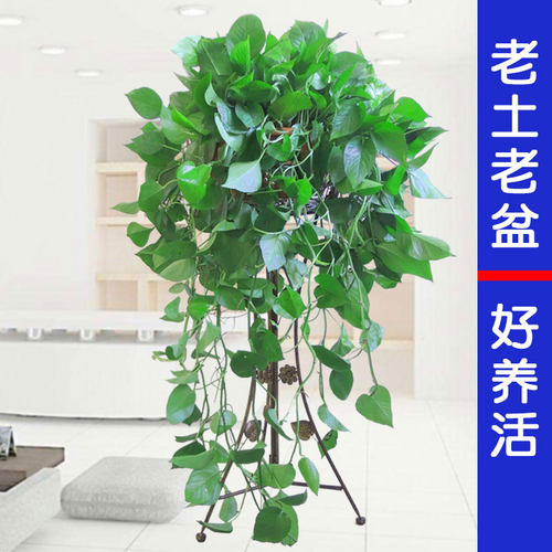 长藤垂吊大叶绿萝绿箩吊兰吸甲醛包邮盆栽绿N植植物办公室室内客