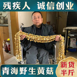 2024新货青海特产祁连山小黄蘑菇野生新鲜黄菇菌皇菇又名石渠白菇