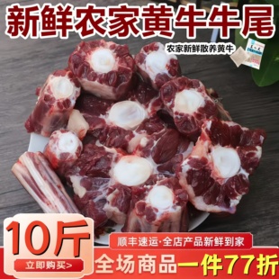 新鲜牛尾骨内蒙散养正宗黄牛牛尾切段牛尾中段红烧牛尾骨 生牛肉