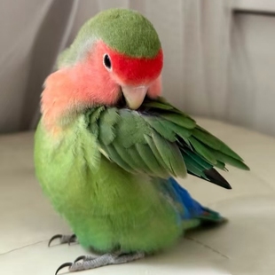 鹦鹉牡丹亲人可爱粘人宠物小鸟观赏鸟可繁殖绿桃黄桃脸鹦鹉学说话