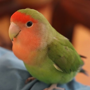 牡丹鹦鹉活鸟黄桃绿桃牡丹鹦鹉学说话亲人紫罗兰爱情鸟观赏鸟繁殖