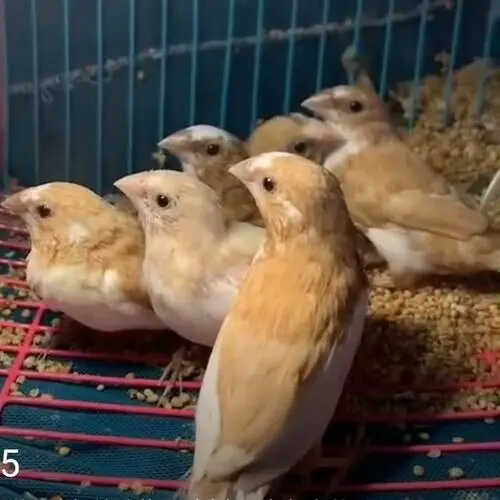 珍珠手養玄鳳文鳥小型鸚鵡繁殖箱