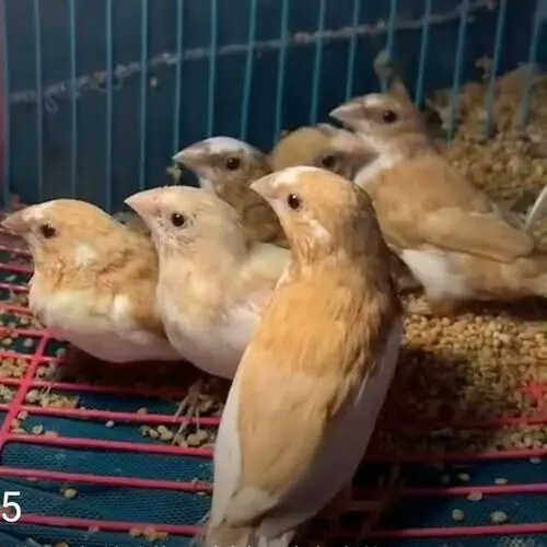 珍珠手养玄凤文鸟小型鹦鹉繁殖箱