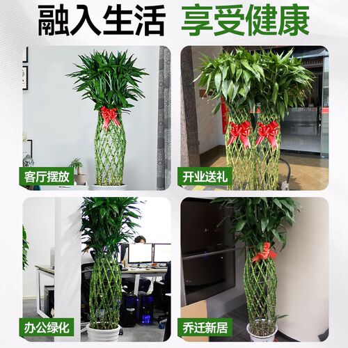 富贵竹笼盆栽客厅大型绿植室y内落地大号盆景植物旺宅真树开业送