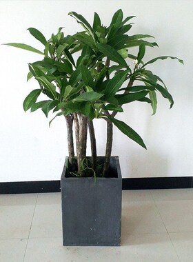 鸡蛋花 缅栀子花盆栽花卉绿植苗红色 黄色带O花苞阳台庭院植物包