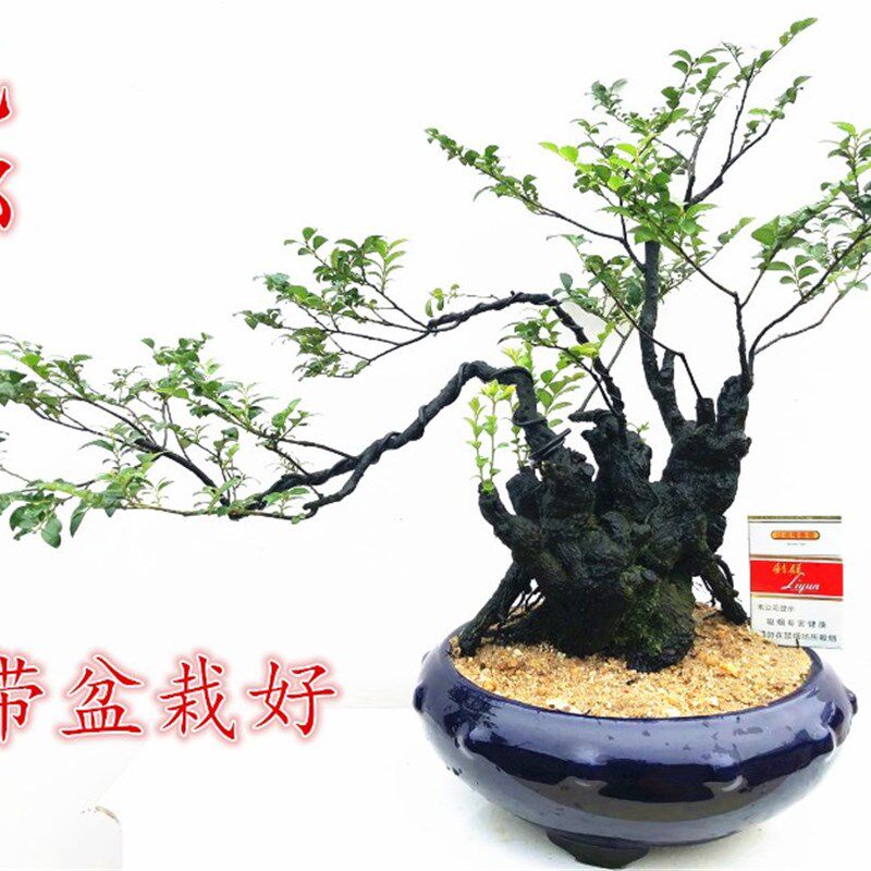 岭南盆景小叶檀香紫檀盆景树w桩室内绿植紫檀盆栽植物黑骨茶黑檀