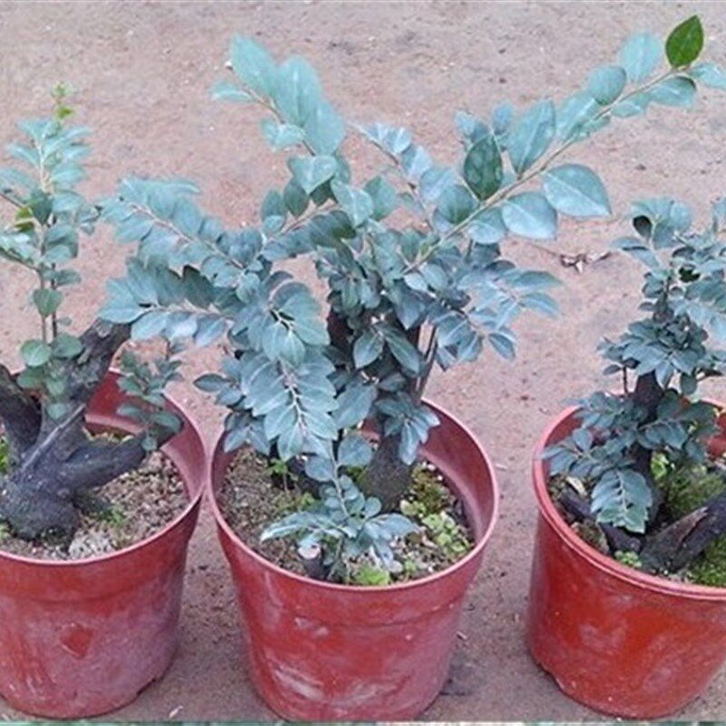 名贵黑骨茶黑檀木盆景树桩植物盆栽室内桌面绿植小叶Y檀香紫檀树