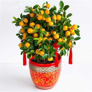 金橘桔子盆栽年宵花卉果树四w季观赏小金桔盆景年桔室内大型盆栽