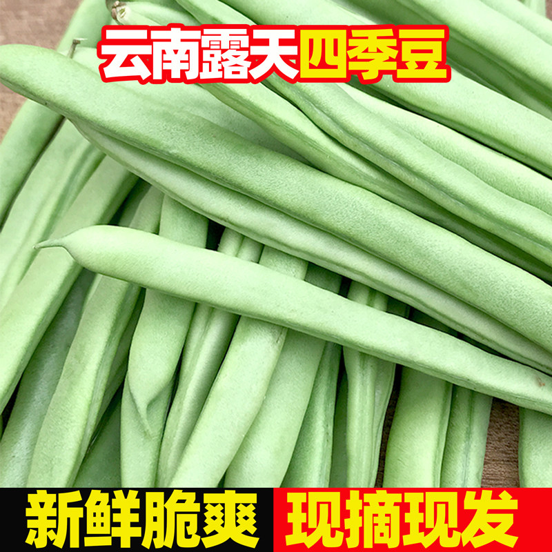 云南四季豆新鲜现摘油豆角露天芸豆非四角豆生鲜应季农家时令蔬菜
