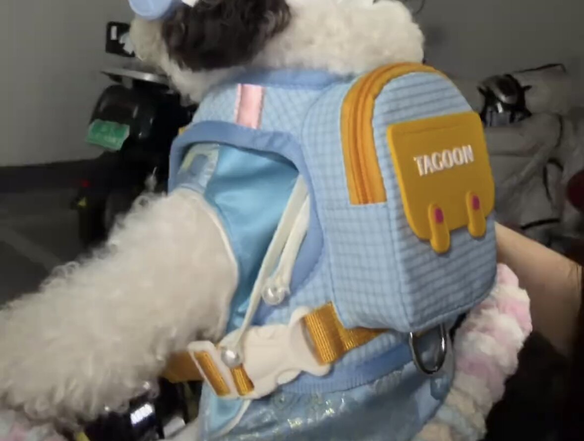 宠物背包猫咪狗狗外出便携式遛狗绳小型犬泰迪比熊宠物用品