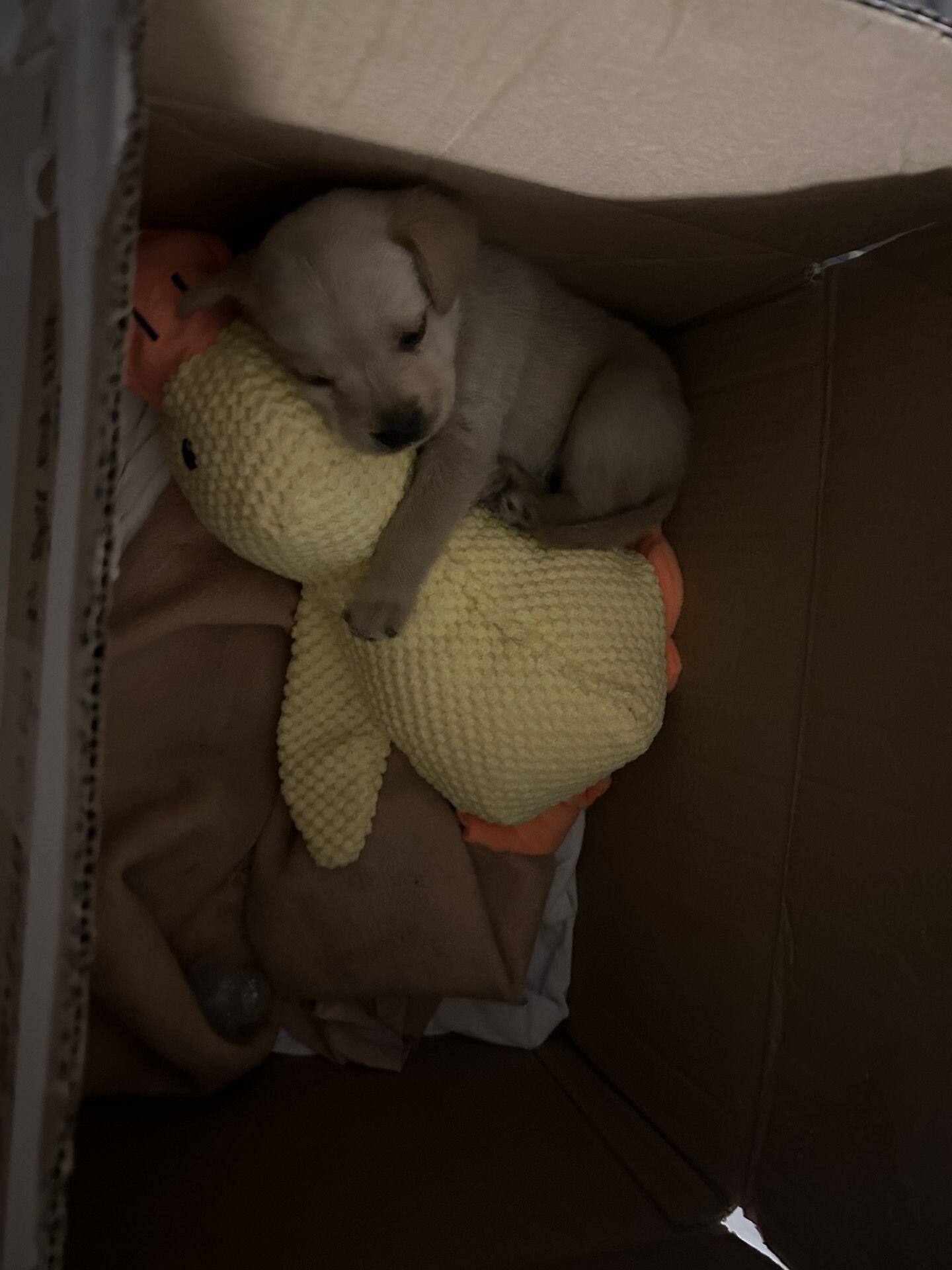 宠物黄色小鸭毛绒玩具狗狗最爱的舒适睡眠伴侣柔软趴垫