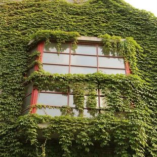 三叶爬山虎大苗五叶地锦爬藤植物C爬墙虎庭院攀援花卉爬廊架墙面