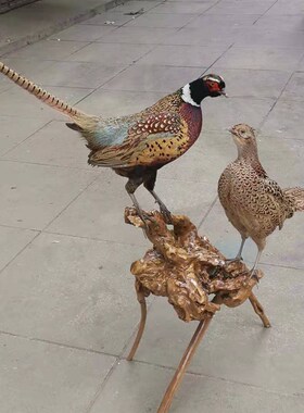 新真鸡七彩山鸡标本静态雉鸡工y艺品摆件家禽模型博物馆展览装饰