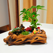 苔藓微景观办公室k小盆栽创意迷你diy植物室内植物小盆景微缩景观