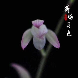 6-12月d带花苞建兰名品【荷塘月色】室内名贵兰花彩壳素四季兰花