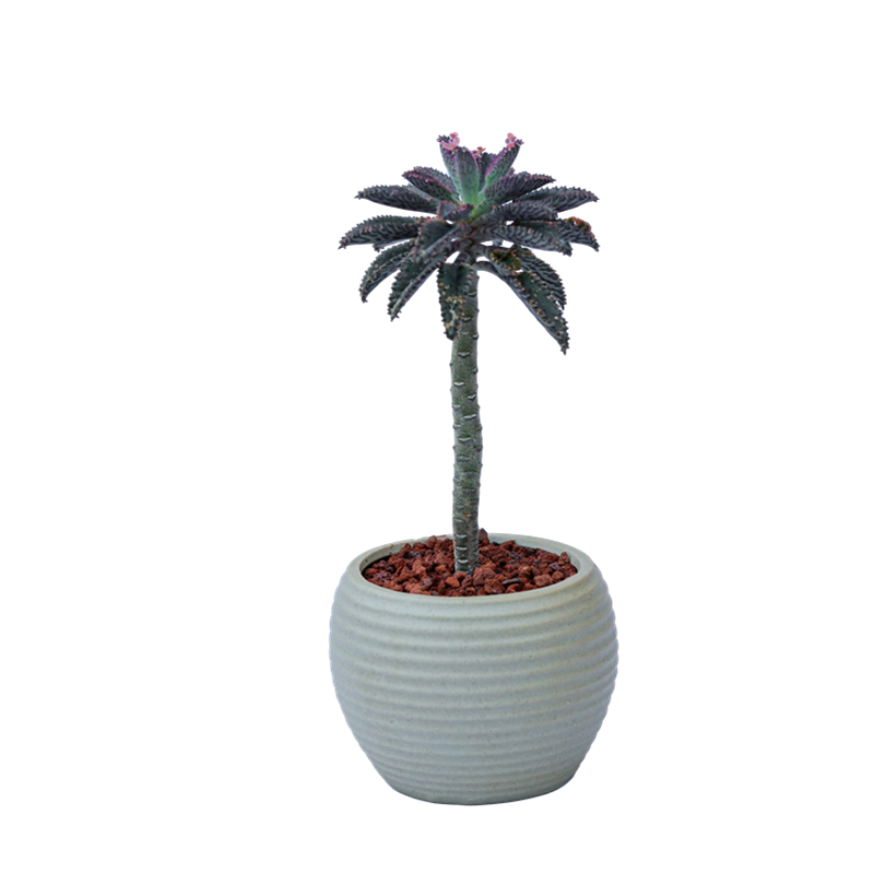 不死鸟锦多肉植物室内办公室茶z几电脑桌面耐旱防辐射绿植摆件盆