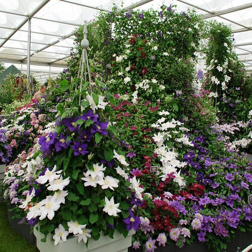 四季重瓣铁线莲爬藤m植物花苗带花大苗庭院花卉盆栽观花植物室内