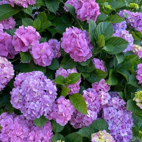 绣球花苗c无尽夏四季开花绣球花盆栽带花庭院花卉室内植物带花发