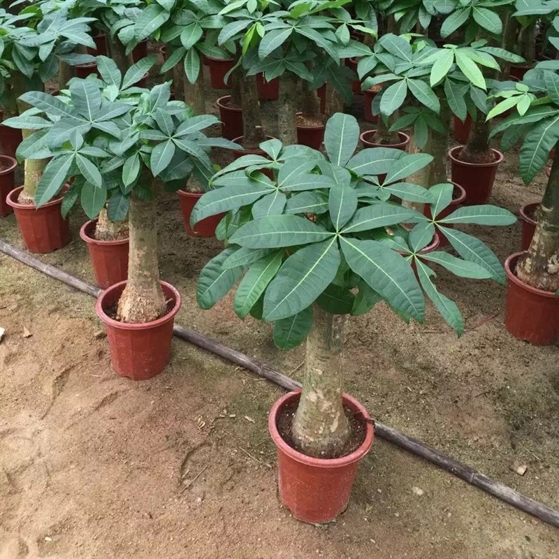 发财树大发财树盆栽大客r厅绿植大型植物室内外盆景办公室开业乔