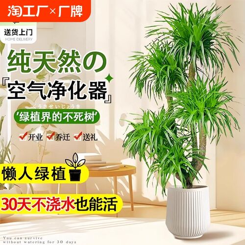 龙血树室内大型盆栽办公室客厅y旺宅绿植落地老桩真龙须树精品入