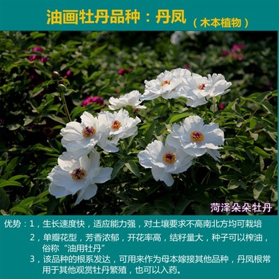 丹凤新款结种子油画牡丹苗白色菏泽观赏花易N管理庭院阳台花卉盆