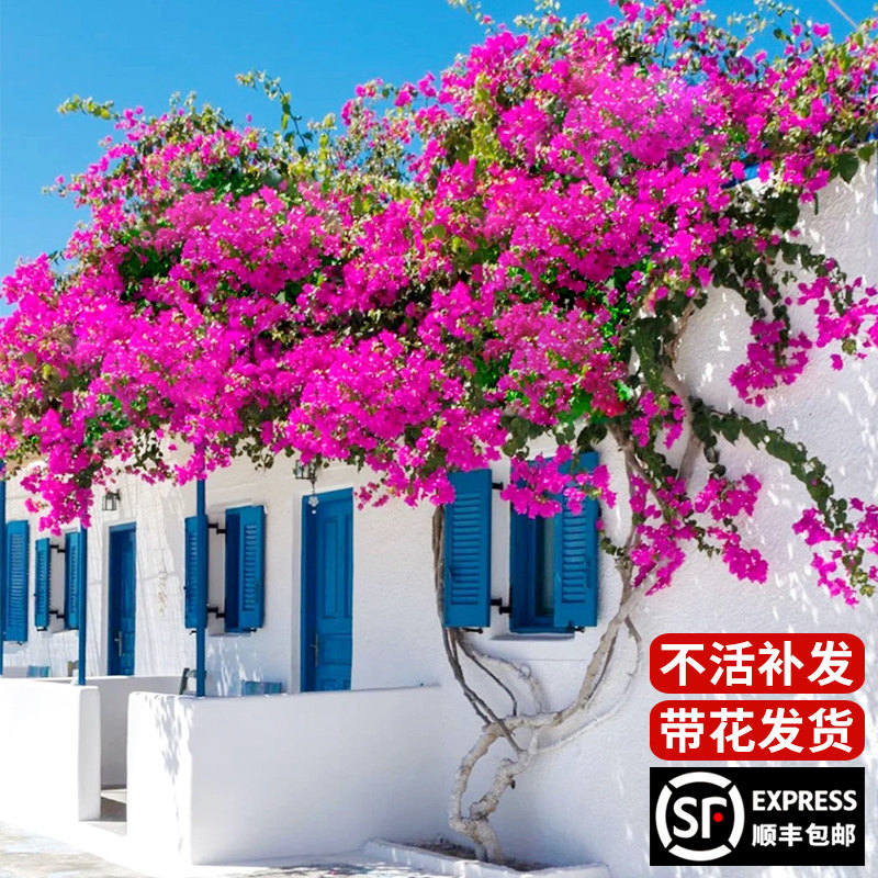 三角梅盆栽带花四季开花爬藤重瓣老桩植物庭院阳台室内.观花卉好,鲜花速递/花卉仿真/绿植园艺,时令草本花卉,淘宝优惠券,粉丝福利购,淘宝优惠卷