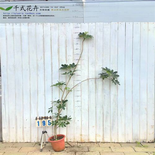 鸭脚木盆栽f老桩造型客厅绿植落地轻奢真花鸭掌木室内大型植物
