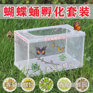 蝴蝶蛹可孵化无毒活体饲养儿童科普孵化套装真蝴蝶家养网红小宠物
