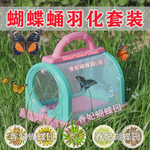 真蝴蝶蛹活体可孵化无毒放飞儿童科普礼物孵化饲养套装认主小宠物