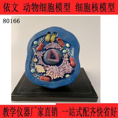 动物细胞模型 细胞核模型 初高中生物模型 教学仪器 教具人体模型