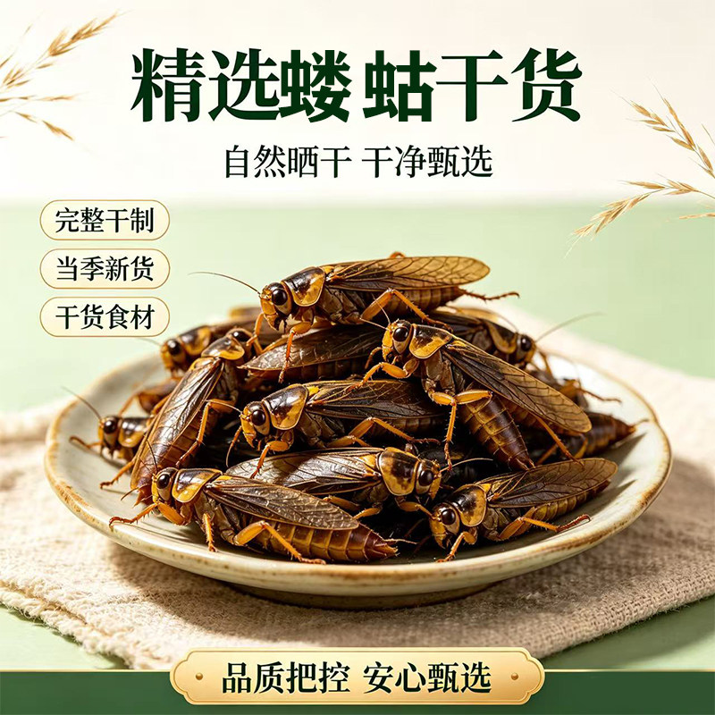 蝼蛄中药正品蝼蛄干土狗地狗拉蝲蝲蛄蝼蝈虫非野生蝼蛄粉