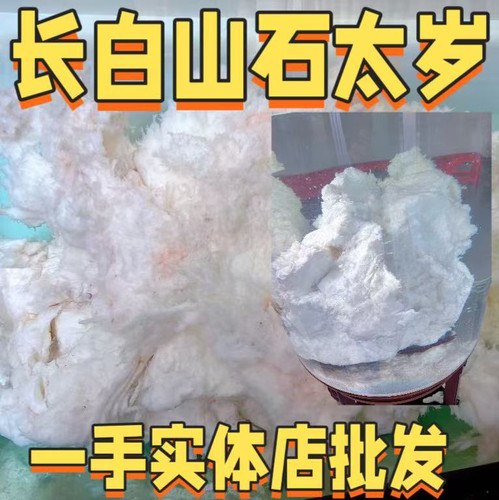 长白山野生石太岁一物一拍太岁肉灵芝纯天然野生石纯白肉泡水