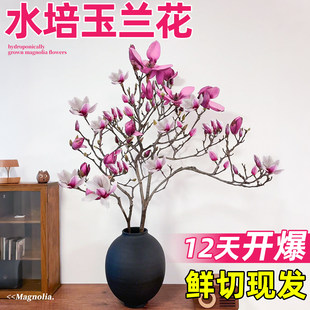 玉兰花鲜切枝带花苞水培植物红梅干枝水养鲜花卉室内好养耐寒盆栽