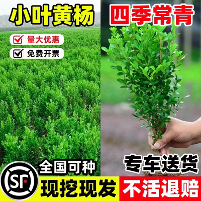 小叶黄杨苗瓜子球庭院篱笆