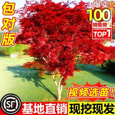 日本红枫树苗四季舞姬老桩