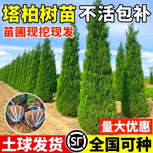 柏树树苗 塔柏 扁柏松柏侧柏树苗圆柏松树宝塔松龙柏苗绿化四季青