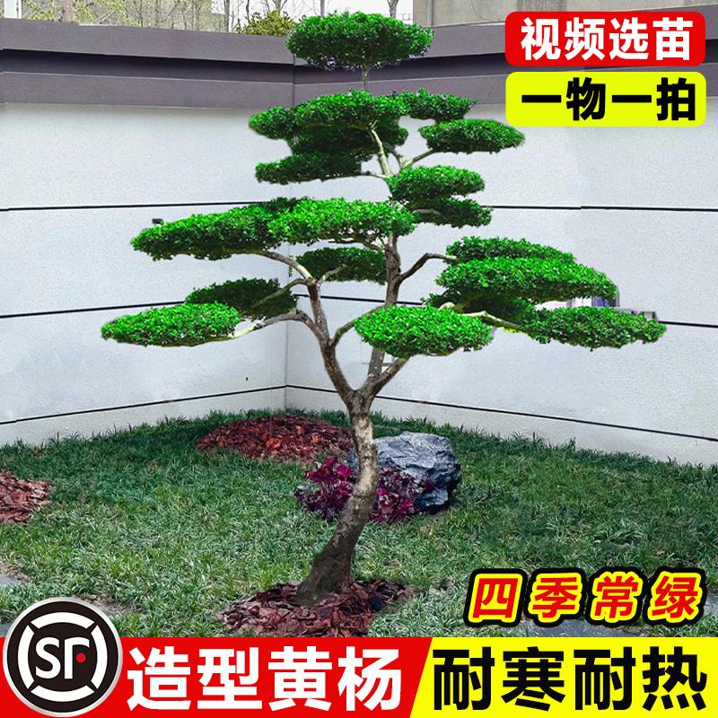 小叶黄杨树庭院别墅造型绿化进化空气雀氏黄杨盆景树四季常青树苗