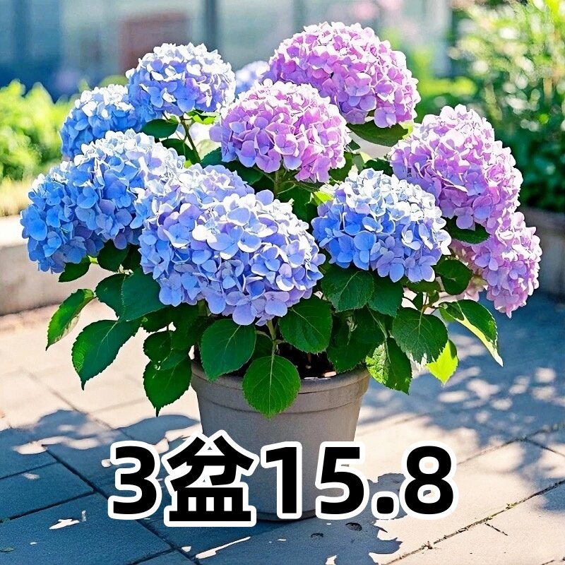 绣球花苗无尽夏四季绣球花盆栽庭院开花好养的花卉植物室内花好养