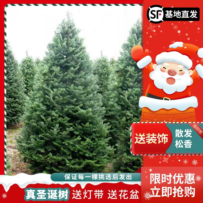 圣诞树真树2025新款挑选好树发货
