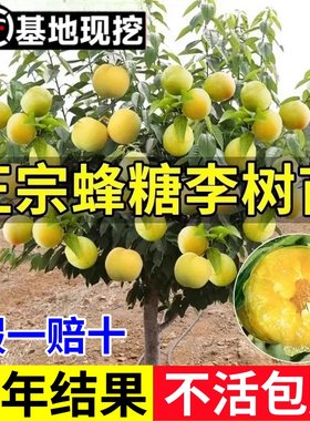 蜂糖李子树苗嫁接特大晚熟青脆黑李西梅李子苗南北方种植果树果苗