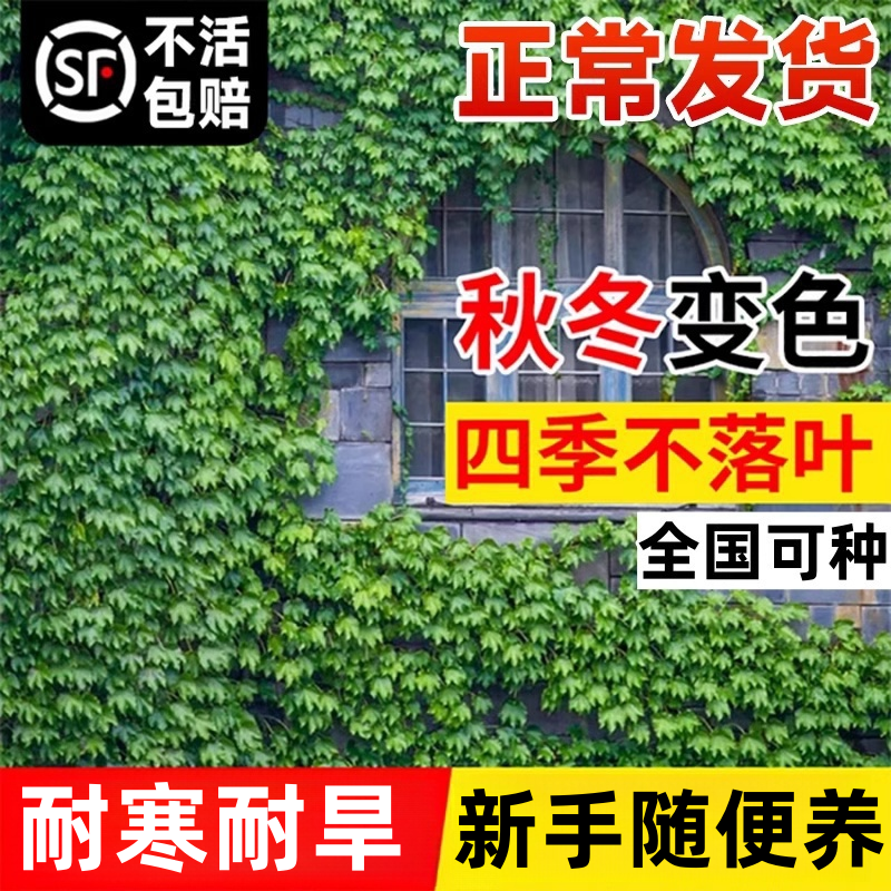 爬山虎爬藤植物四季常青不落叶树苗庭院室外开花藤蔓绿植物种子籽