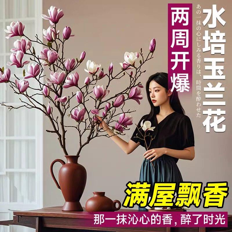 水培玉兰花鲜切枝带花苞植物腊梅干枝红梅鲜花卉室内好养四季开花