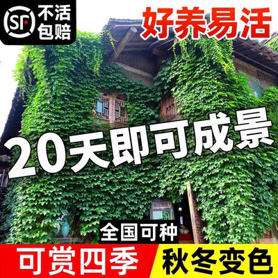 爬山虎爬藤四季常青不落叶藤蔓